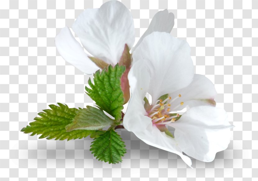 Flower Image Vector Graphics Download - Blossom Transparent PNG