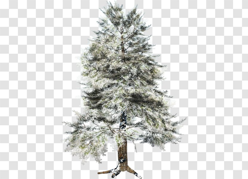 Christmas Gratis Winter - Cypress Family Transparent PNG