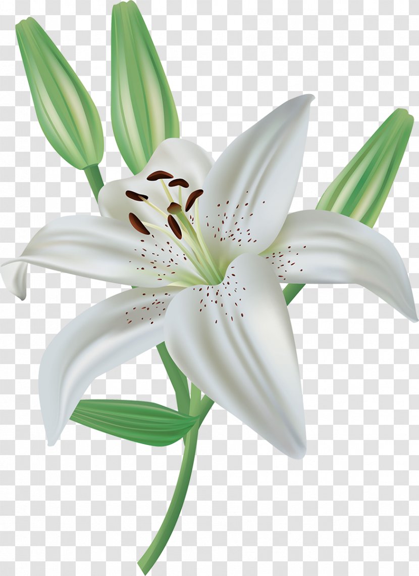 Lilium Cut Flowers Crinum Plant - Lily Family - Flower Transparent PNG