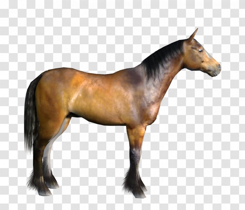 Mustang American Paint Horse Stallion Mare Pony - Flower Transparent PNG