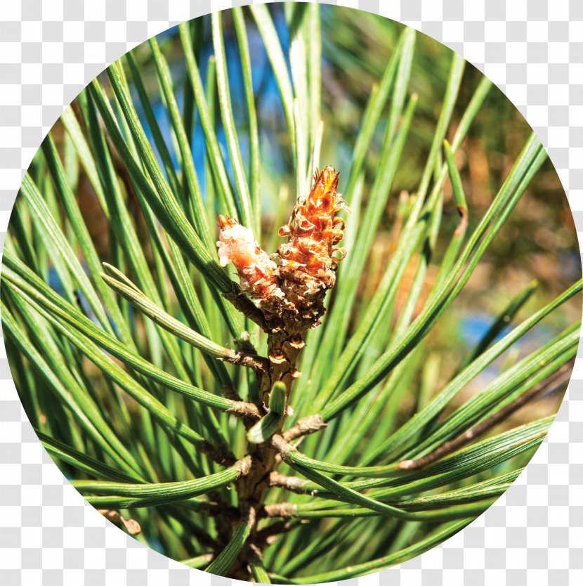 Alpha-Pinene Conifers Western Yellow Pine - Evergreen - Cone Transparent PNG