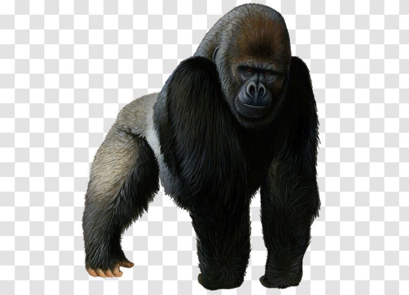 Western Gorilla Chimpanzee Clip Art - Dian Fossey - Ape Transparent PNG