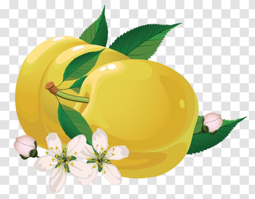 Fruit Photography Royalty-free Illustration - Pear Transparent PNG