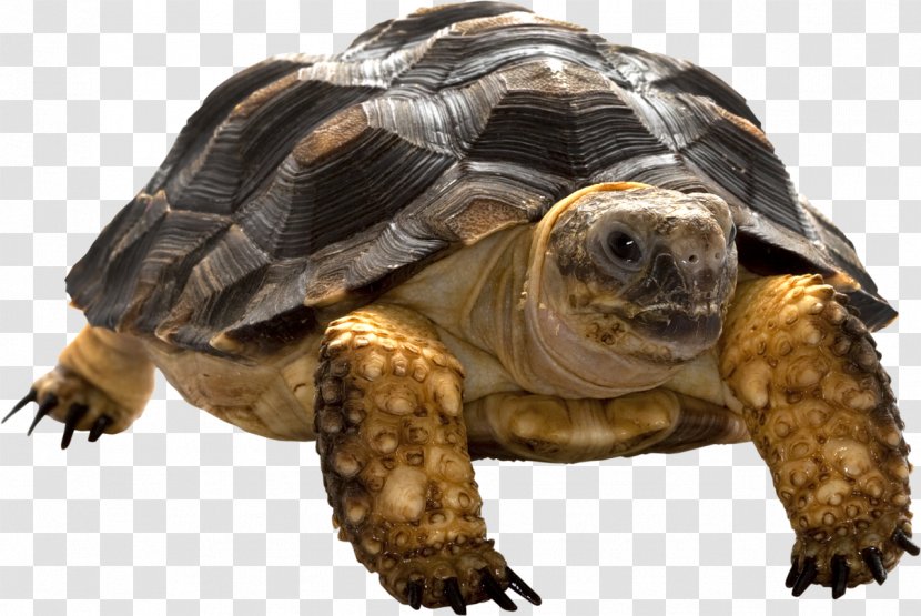 Box Turtle Tortoise Common Snapping Transparent PNG