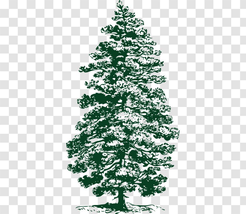 Ponderosa Pine Evergreen Fir Clip Art - Christmas Decoration - Nadelbaum Transparent PNG