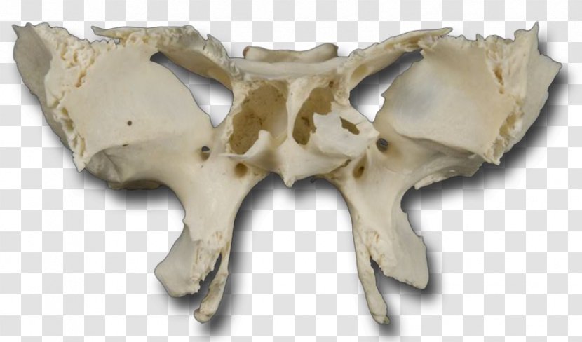 Skull - Jaw - Bone Transparent PNG