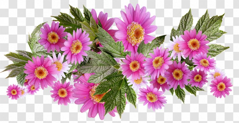 Image Flower Photograph Palette - Petal - Daisy Arrangements Transparent PNG