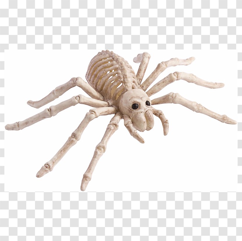 Spider Human Skeleton Bone Skull - Exo Transparent PNG