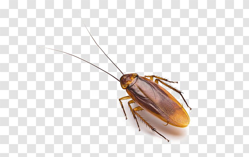 Cockroach Blattodea Merced Pest Control Transparent PNG