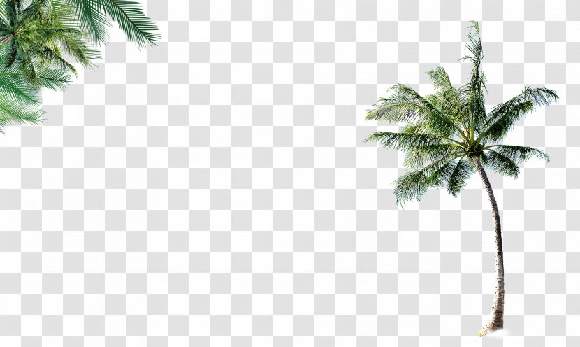 Coconut Leaf Tree Beach - Arecaceae Transparent PNG