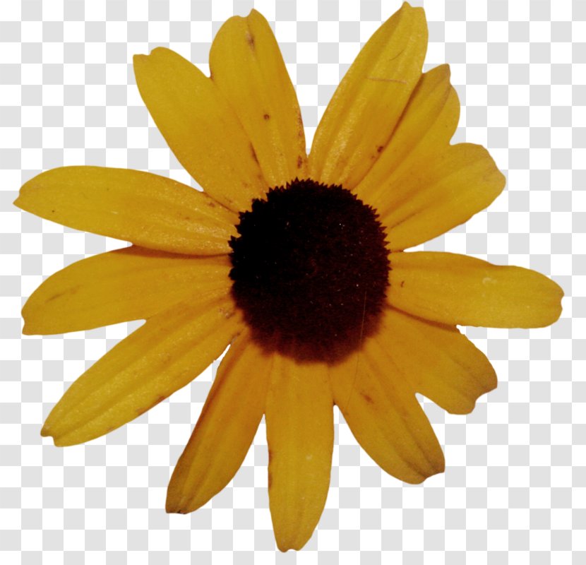 Drawing Common Sunflower - Petal - Sketch Transparent PNG