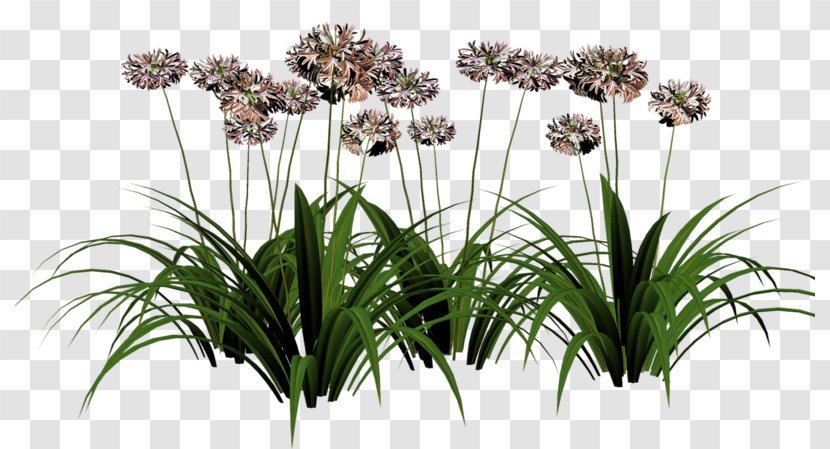 Ordinary World Mind LOFTER Sina Corp Food - Tree - Onion Flowers Transparent PNG