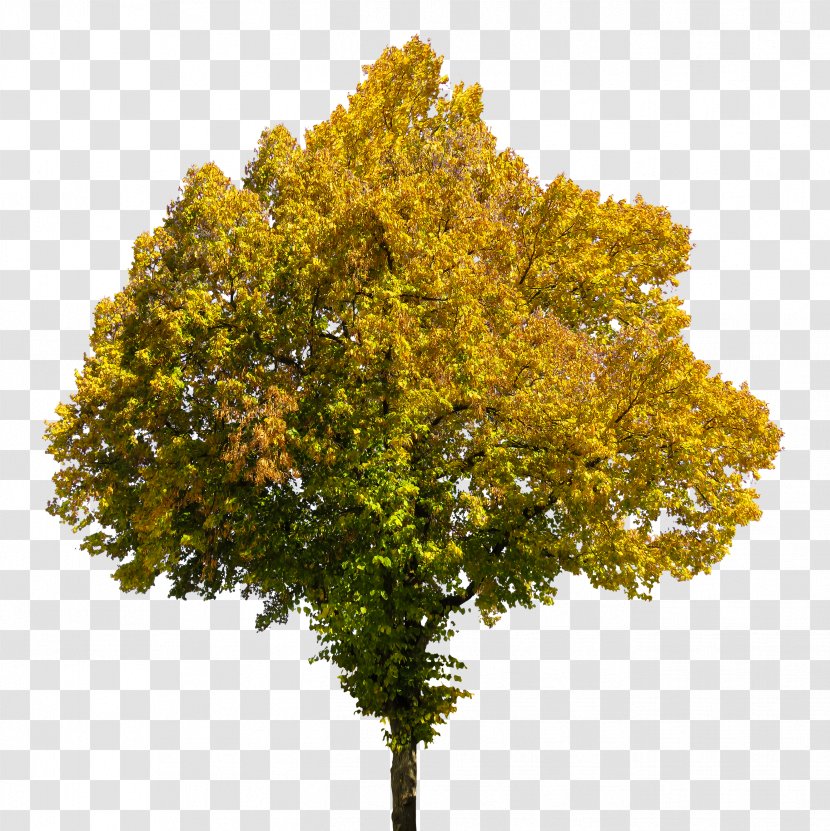 Tree Autumn Book - Maple - Top Transparent PNG