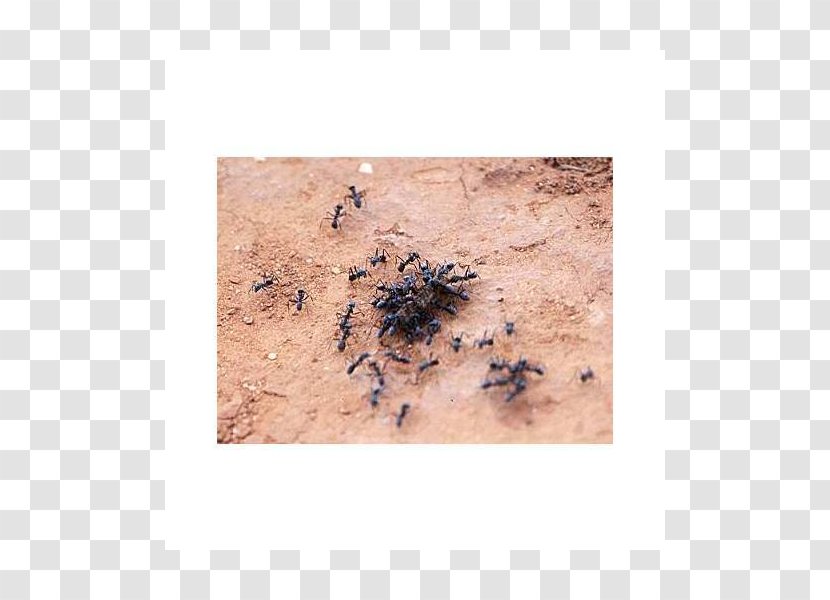 Ant Soil Transparent PNG