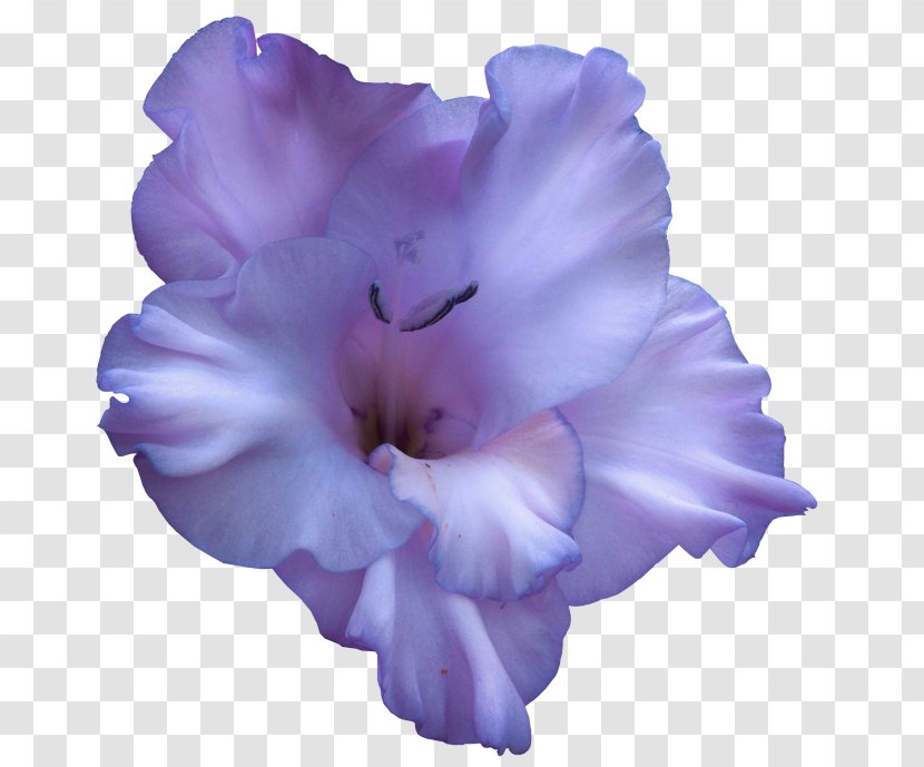 Lavender - Violet - Gladiolus Lilac Transparent PNG