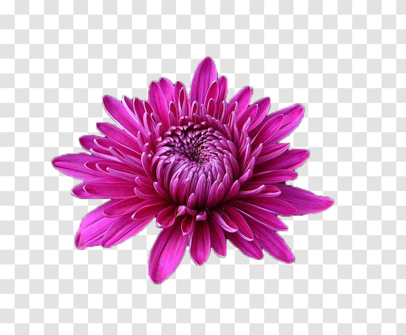 Chrysanthemum Illustration Stock Photography Watercolor Painting Transvaal Daisy - Cut Flowers - Lofty Transparent PNG