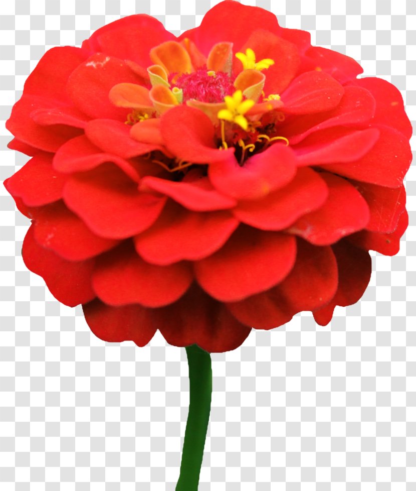 Zinnia Elegans Flower Daisy Lane Seed - Cut Flowers - Red Transparent PNG