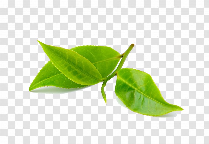 Aloe Vera Coffee Green Tea Bud - Plant - Camphor Transparent PNG