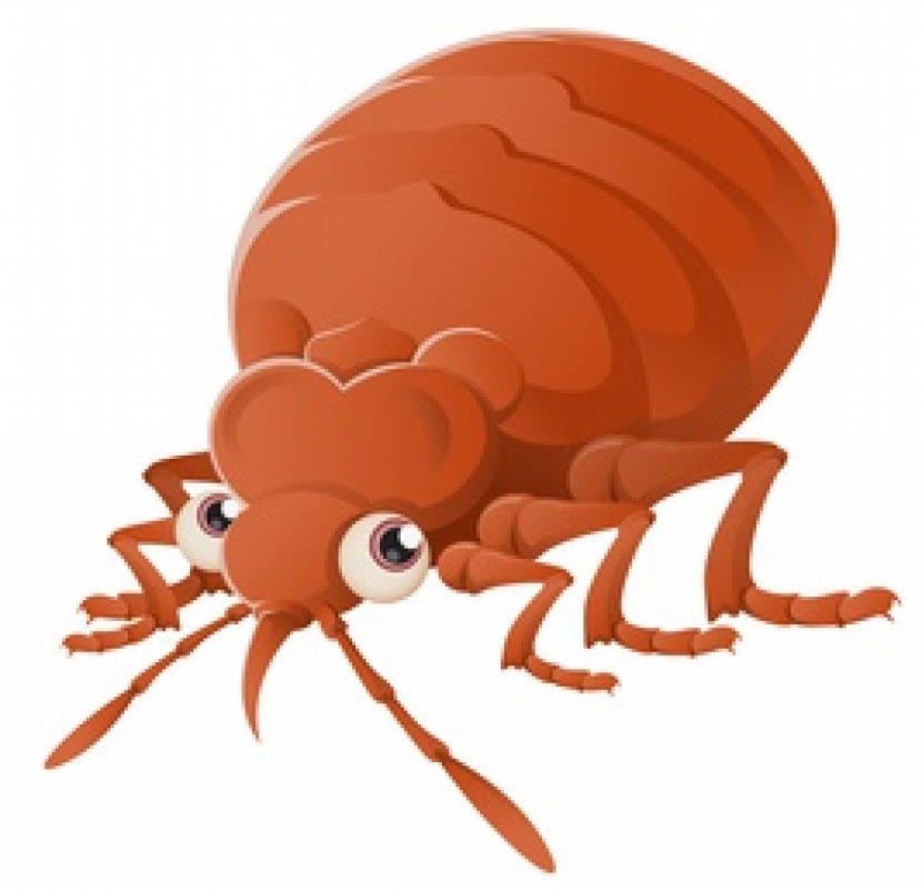 Insect Bed Bug Bite Control Techniques Pest - Parasite - Bugs Transparent PNG