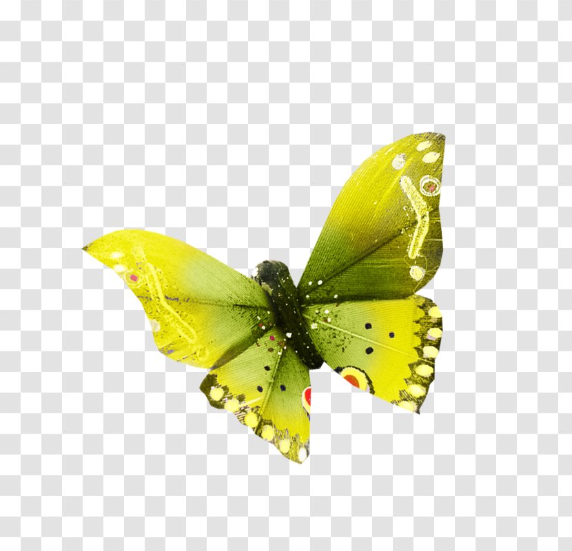 Colias Butterfly Nymphalidae Moth - Arthropod Transparent PNG