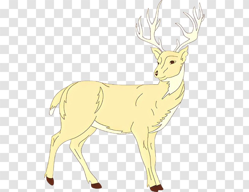 Reindeer - Whitetailed Deer - Tail Horn Transparent PNG