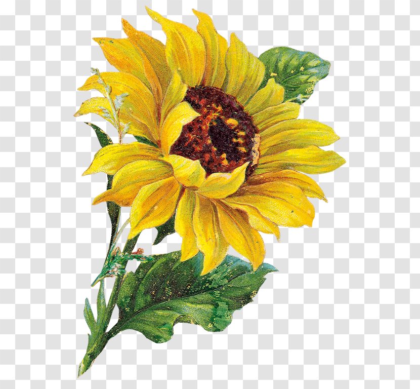 Clip Art Image Openclipart Free Content Common Sunflower - Flower - Drawing Transparent PNG