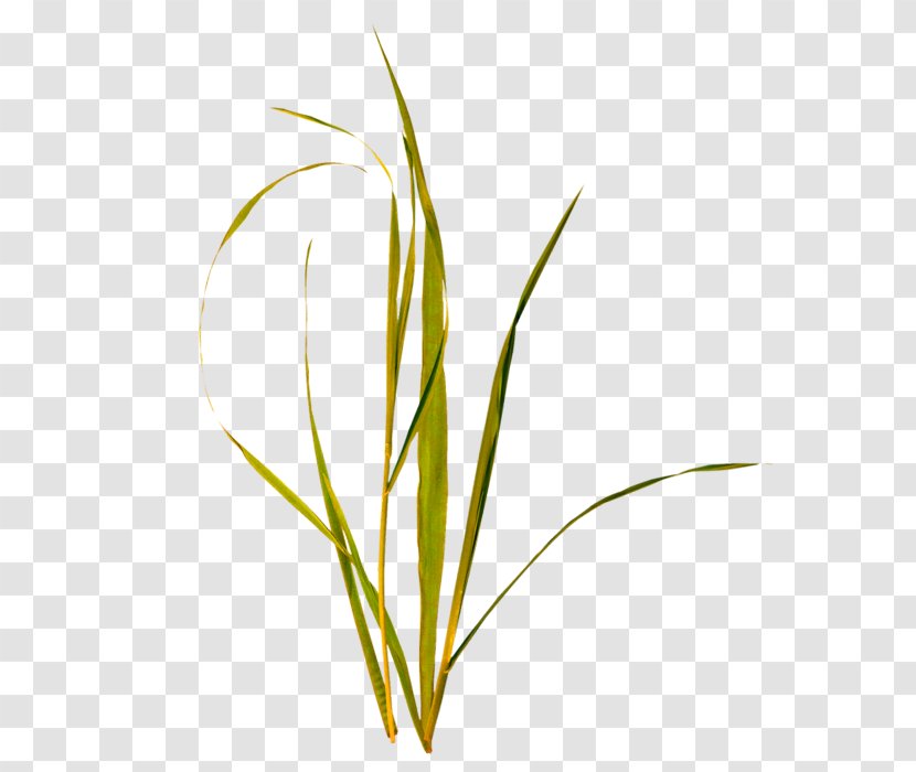Grass - Pattern - Commodity Transparent PNG