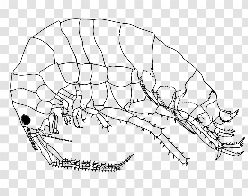 Drawing Platorchestia Platensis Amphipods DeviantArt - Bone - Flea Transparent PNG