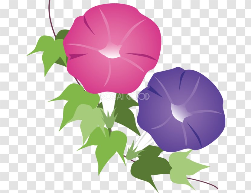 Clip Art Japanese Morning Glory Image Flower - Rose Family - Clouds Transparent PNG