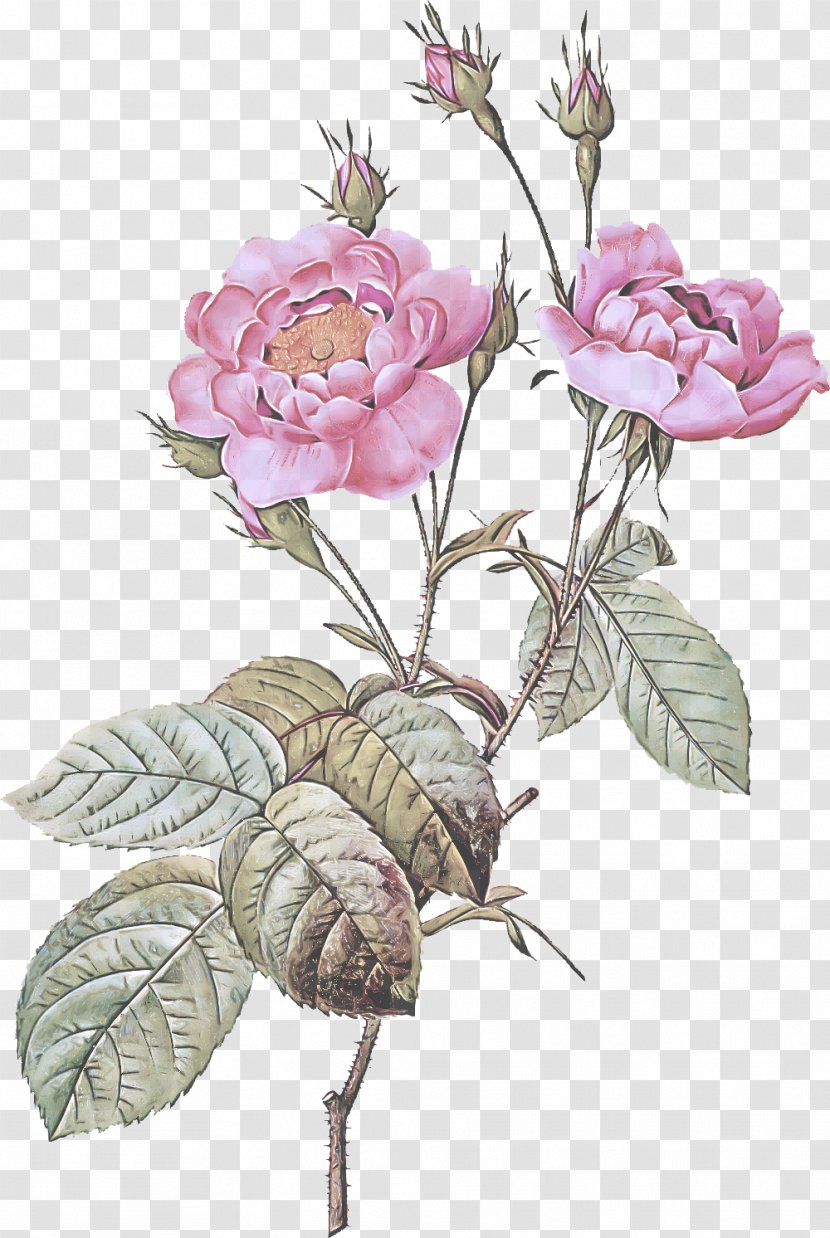 Rose - Flowering Plant - Rosa Gallica Family Transparent PNG