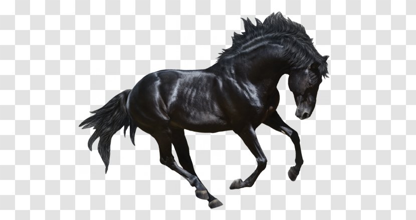 Andalusian Horse Stallion Friesian Arabian Gallop - Stock Photography - Harness Transparent PNG