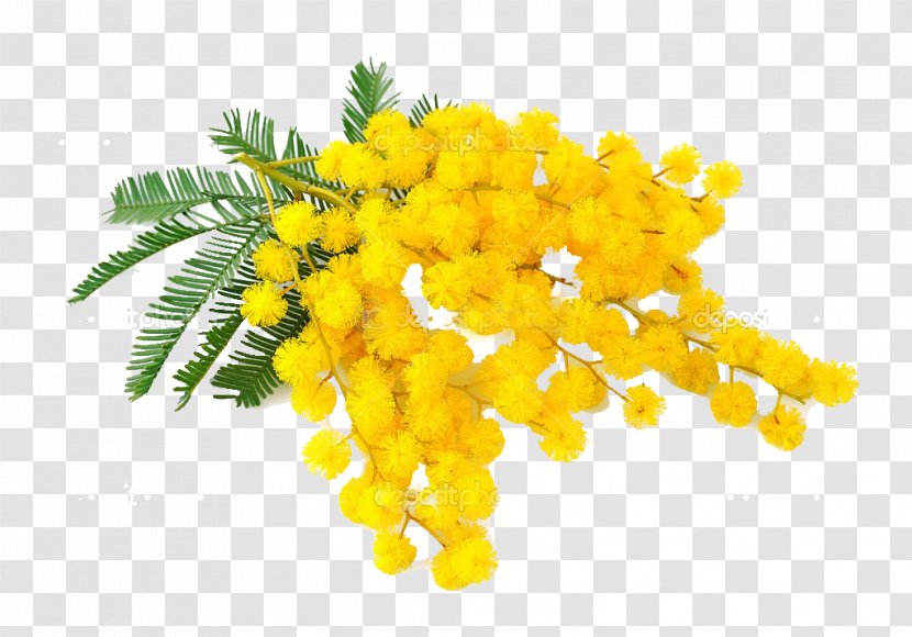 International Women's Day Acacia Dealbata Woman Italy Torta Mimosa - 8 March Transparent PNG