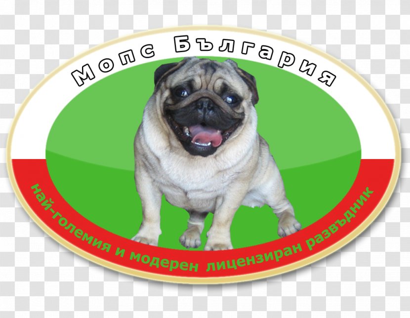 Pug Puppy Dog Breed Toy Snout Transparent PNG