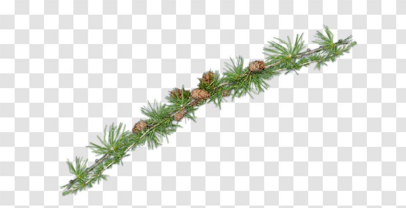 Spruce Fir Pine Larch Evergreen - Christmas Ornament - Follaje Transparent PNG