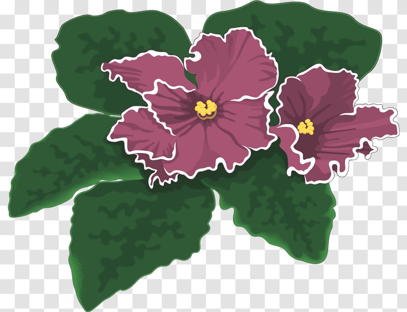 African Violets Photography Transparent PNG