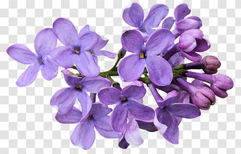 Cut Flowers Lavender Desktop Wallpaper Purple - Rose - Flower Transparent PNG