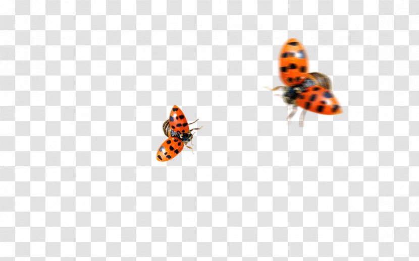Butterfly Insect Ladybird Coccinella Septempunctata - Animal - Ladybug Transparent PNG