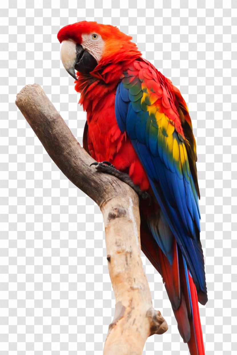 Scarlet Macaw Parrot Bird Blue-and-yellow - Feather Transparent PNG