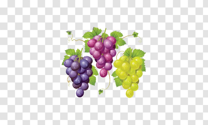 Wine Common Grape Vine La Cure De Raisin Clip Art - Royaltyfree - Three Strings Of Grapes Look Good Transparent PNG