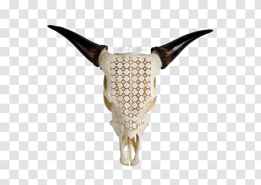 Horn Skull Cattle Bison Antiquus Water Buffalo - Animal Transparent PNG