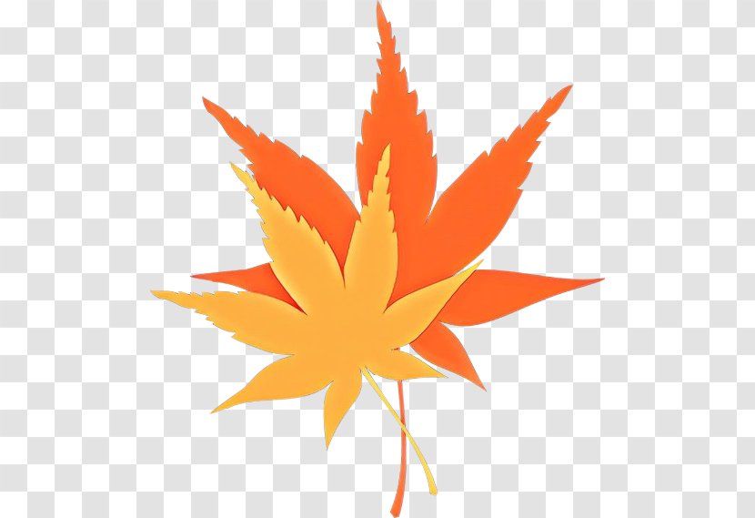 Maple Leaf - Flower - Hemp Family Transparent PNG