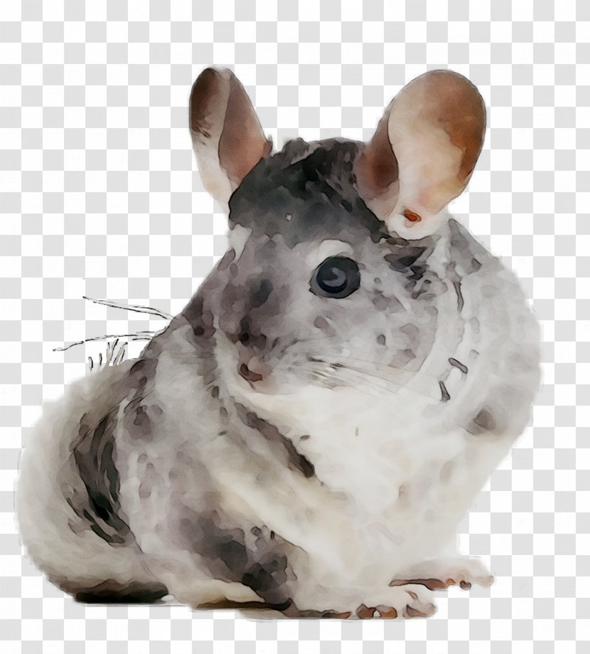 Chinchilla Whiskers Computer Mouse Fauna Snout - Hamster Transparent PNG