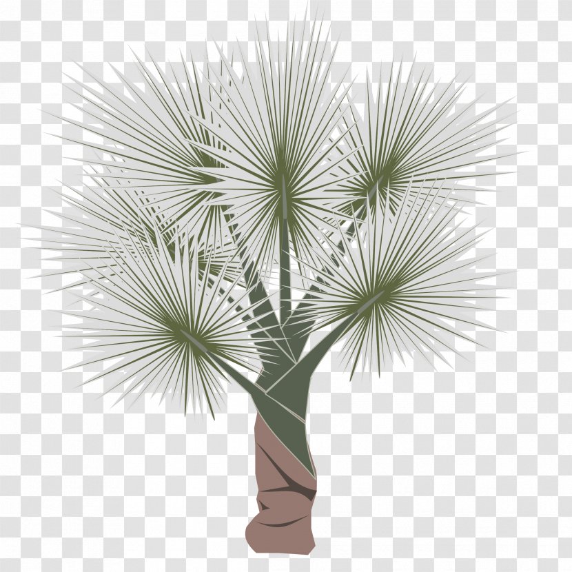 Arecaceae Clip Art - Grass - Palm Leaf Transparent PNG