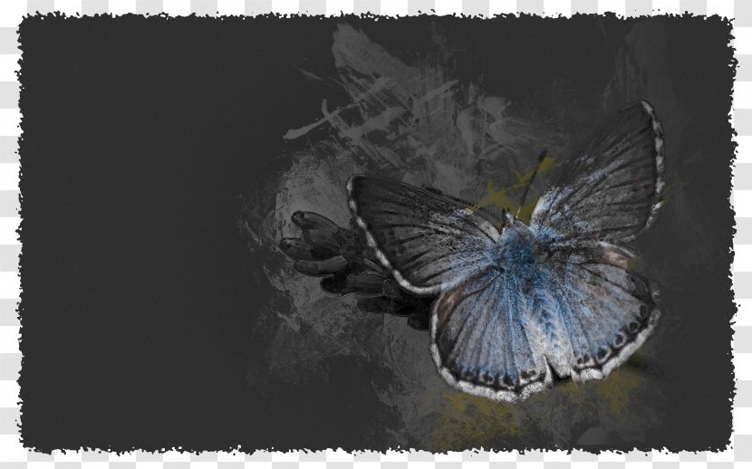 Moth Fauna - Moths And Butterflies - Butterfly Effect Transparent PNG