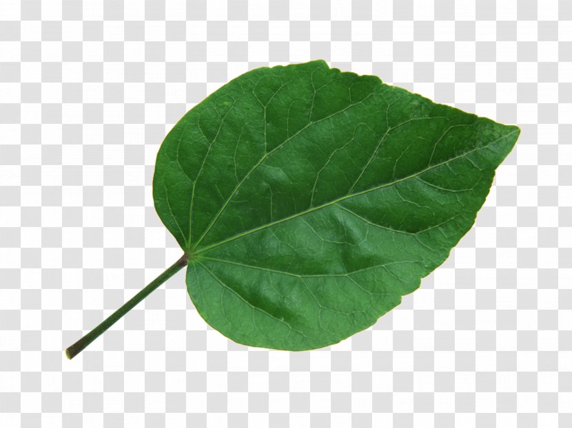 Leaf To The Lighthouse Plant - Heart - Leaves Transparent PNG