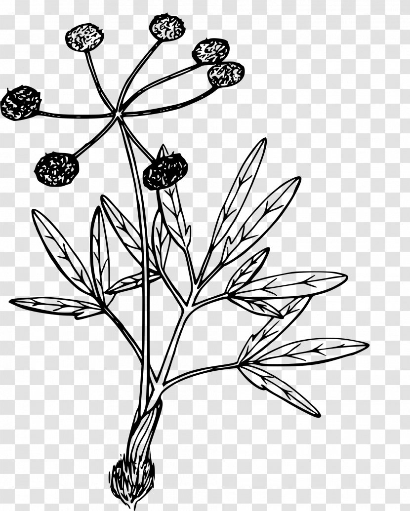 Lilium Columbianum Color Fruits Philadelphicum Washingtonianum - Flowering Plant - Parsley Transparent PNG