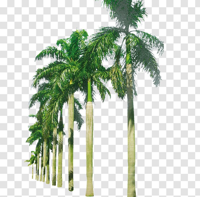 Coconut Arecaceae - Silver Birch - Palm Beach Transparent PNG
