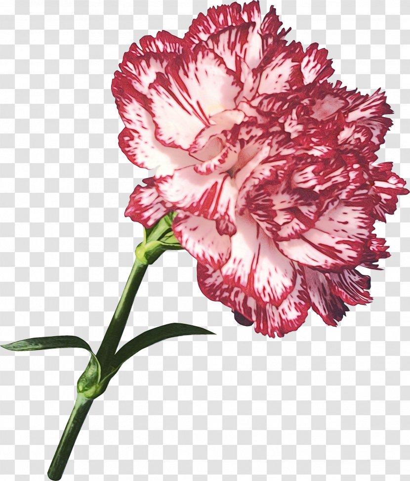 Flower Garden Roses Clove Tulip Dianthus Caryophyllus Var. Schabaud - Pink - Flowering Plant Transparent PNG