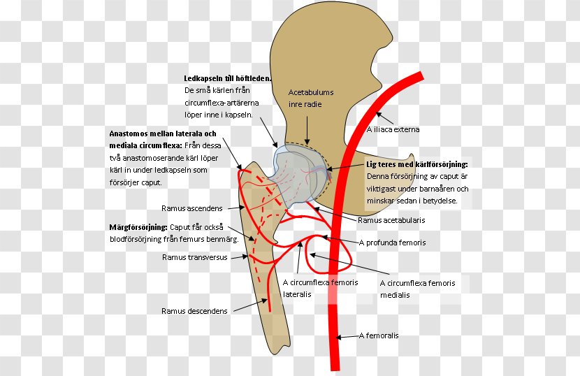 Bone Fracture Hip Pertrochantäre Femurfraktur Superior Pubic Ramus Femoral - Silhouette - Collum Transparent PNG