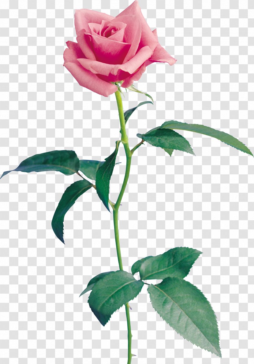 Garden Roses Cut Flowers Petal Beach Rose - Flowerpot - Red Transparent PNG